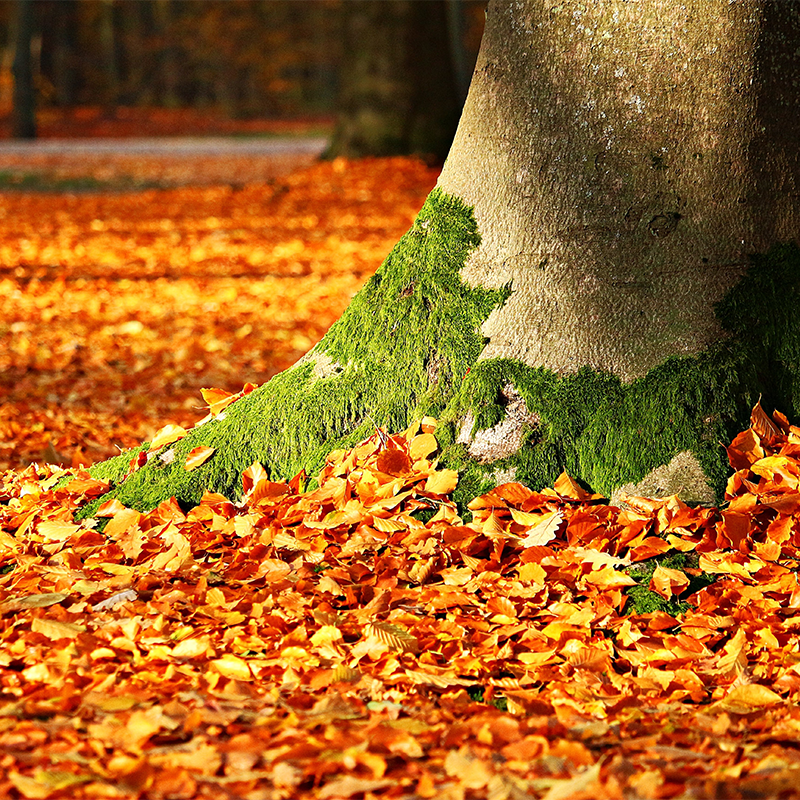 Tree with moss surrounded by fall foliage